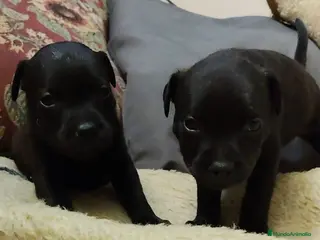 Staffordshire Bull Terrier perros Staffordshire Bull Terrier cachorros - Anuncio 1