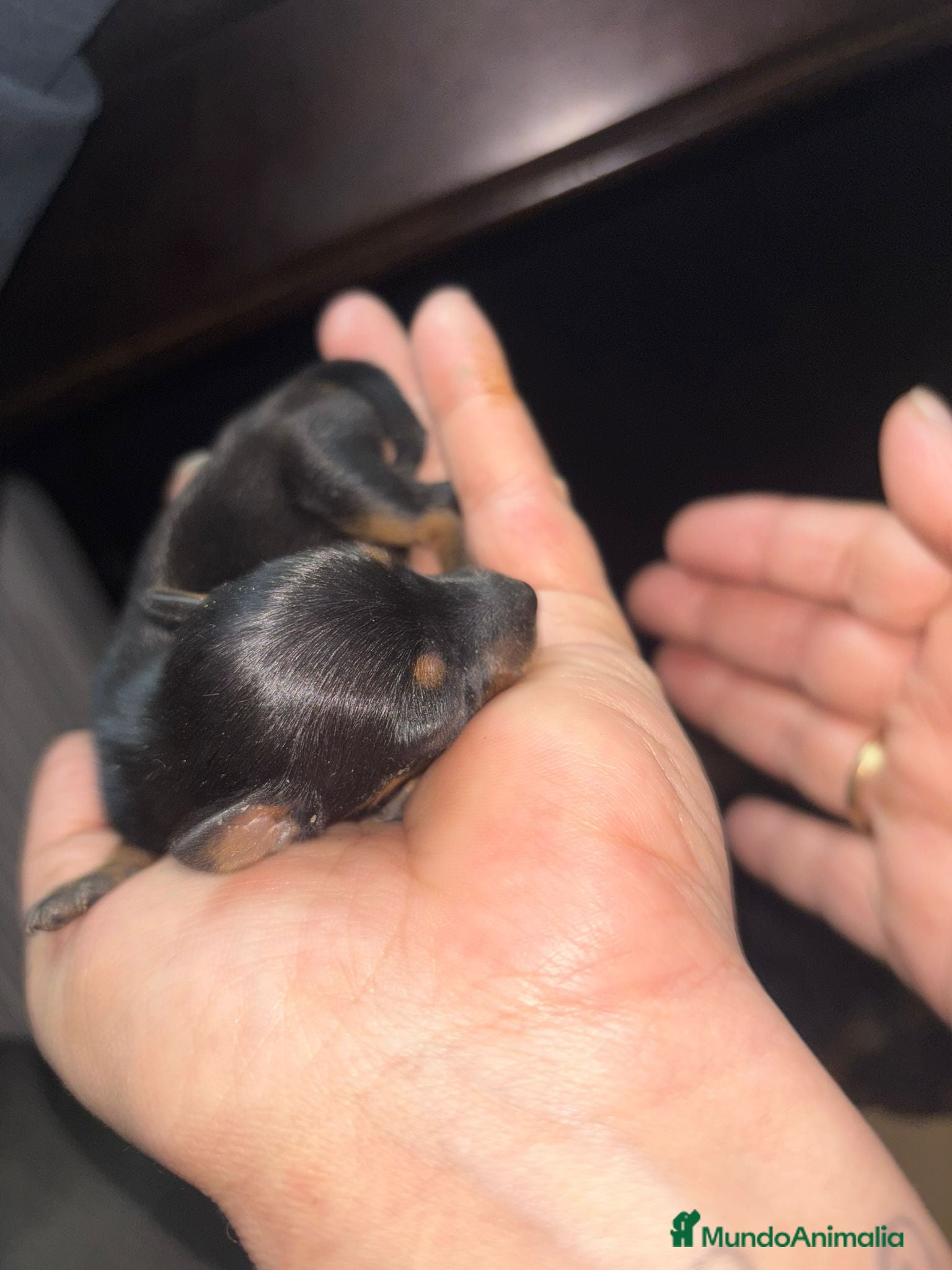 Pinscher Miniatura perros Hembra de mini pinche  - Anuncio 1