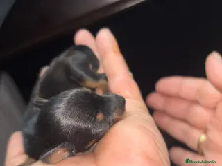 Pinscher Miniatura perros Hembra de mini pinche - Anuncio 1