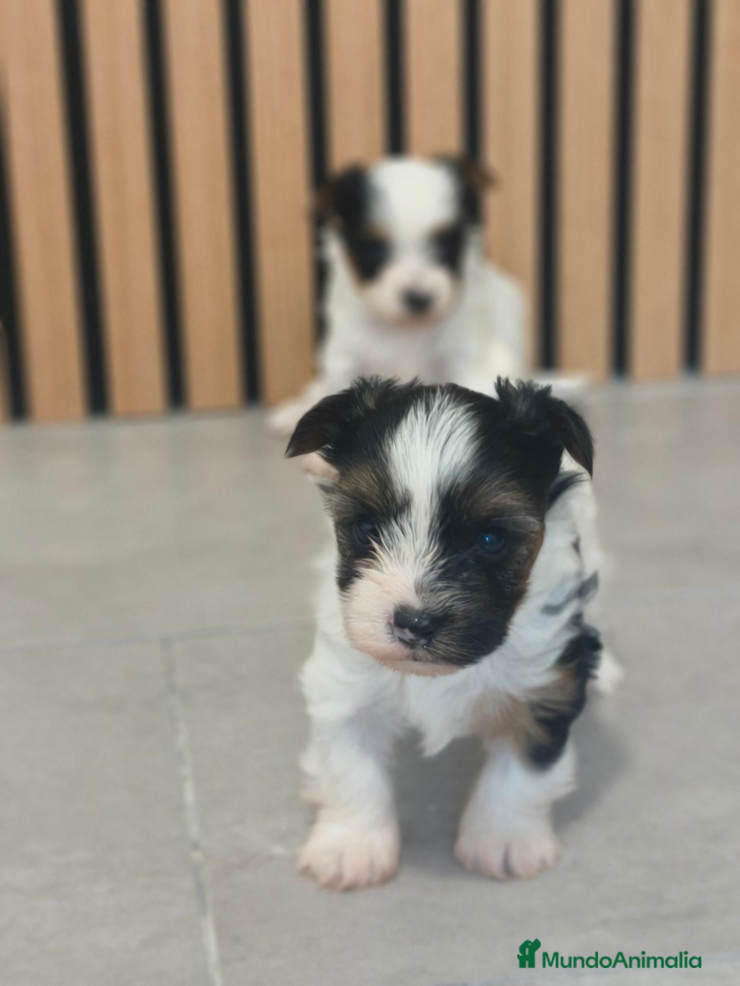 Biewer Yorkshire Terrier a la Pom Pon perros Macho disponible Yorkshire Biewer Toy  - Anuncio 2