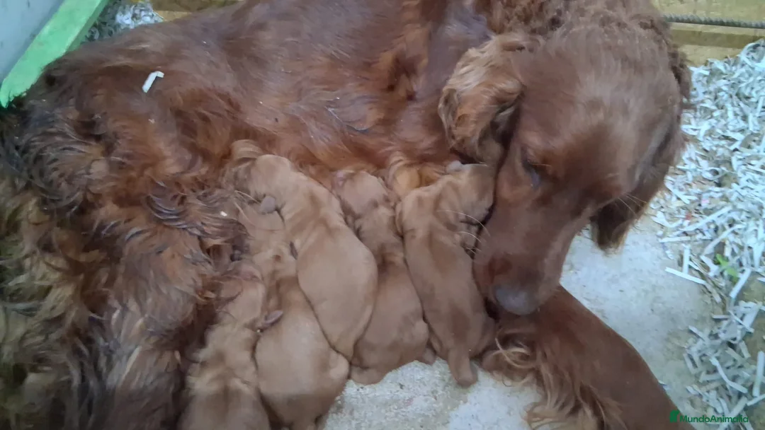 Setter Irlandés Rojo perros en venta: Setter irlandés macho y hembra rojo - Anuncio 2