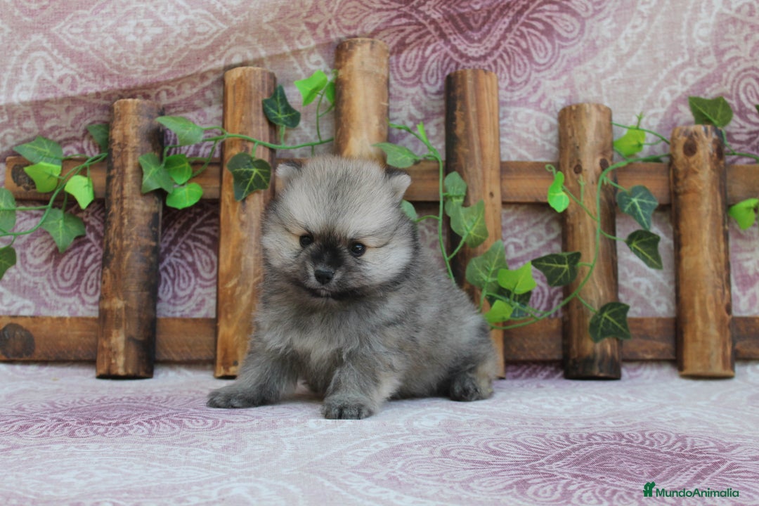 Pomerania perros en venta: PRECIOSOS POMERANIA  LINEA TOY - Anuncio 2