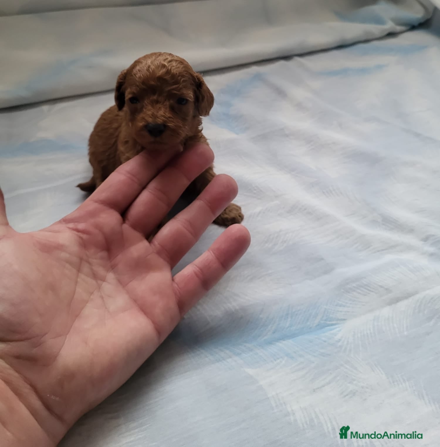 Caniche Enano perros Caniches espectaculares  en Barcelona - Anuncio 2