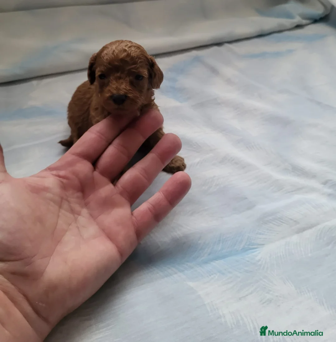 Caniche Enano perros en venta: Caniches espectaculares  en Barcelona - Anuncio 2