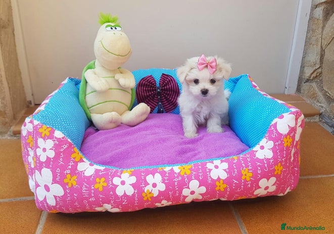 Bichón Maltés perros Bichón Maltés en Barcelona - Anuncio 1