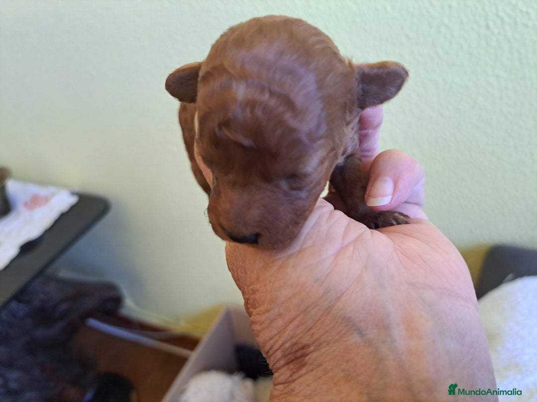 Caniche Toy perros en venta: Caniches - Imagen 3