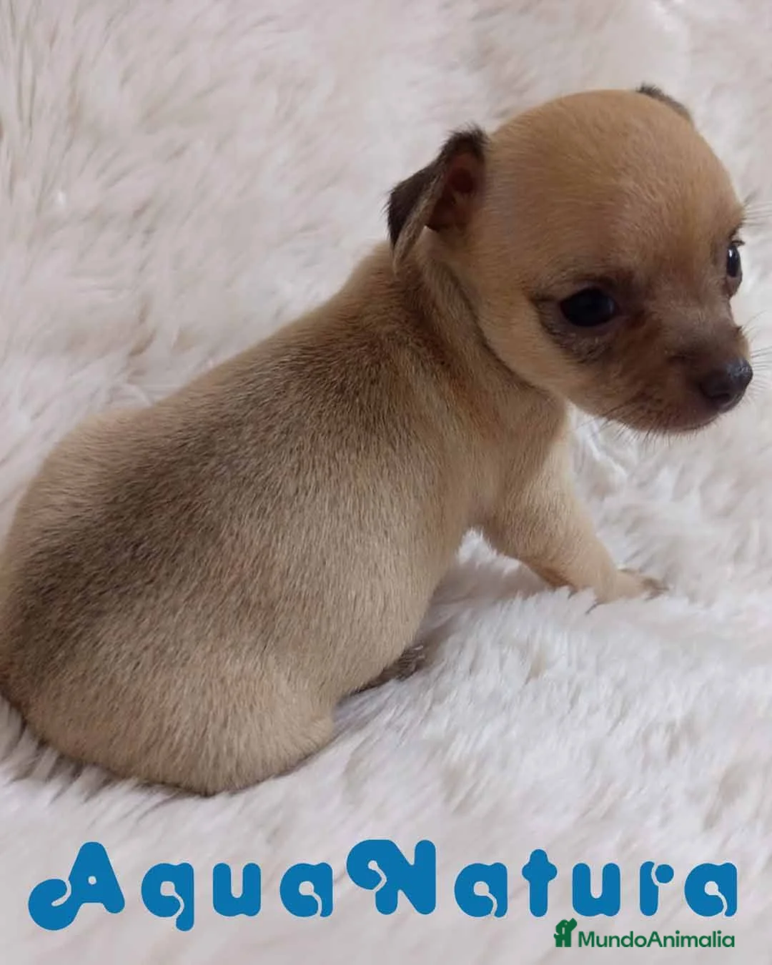Chihuahua perros en venta: Chihuahua Hembra 1 de Gaga y Choc AQUANATURA - Anuncio 8