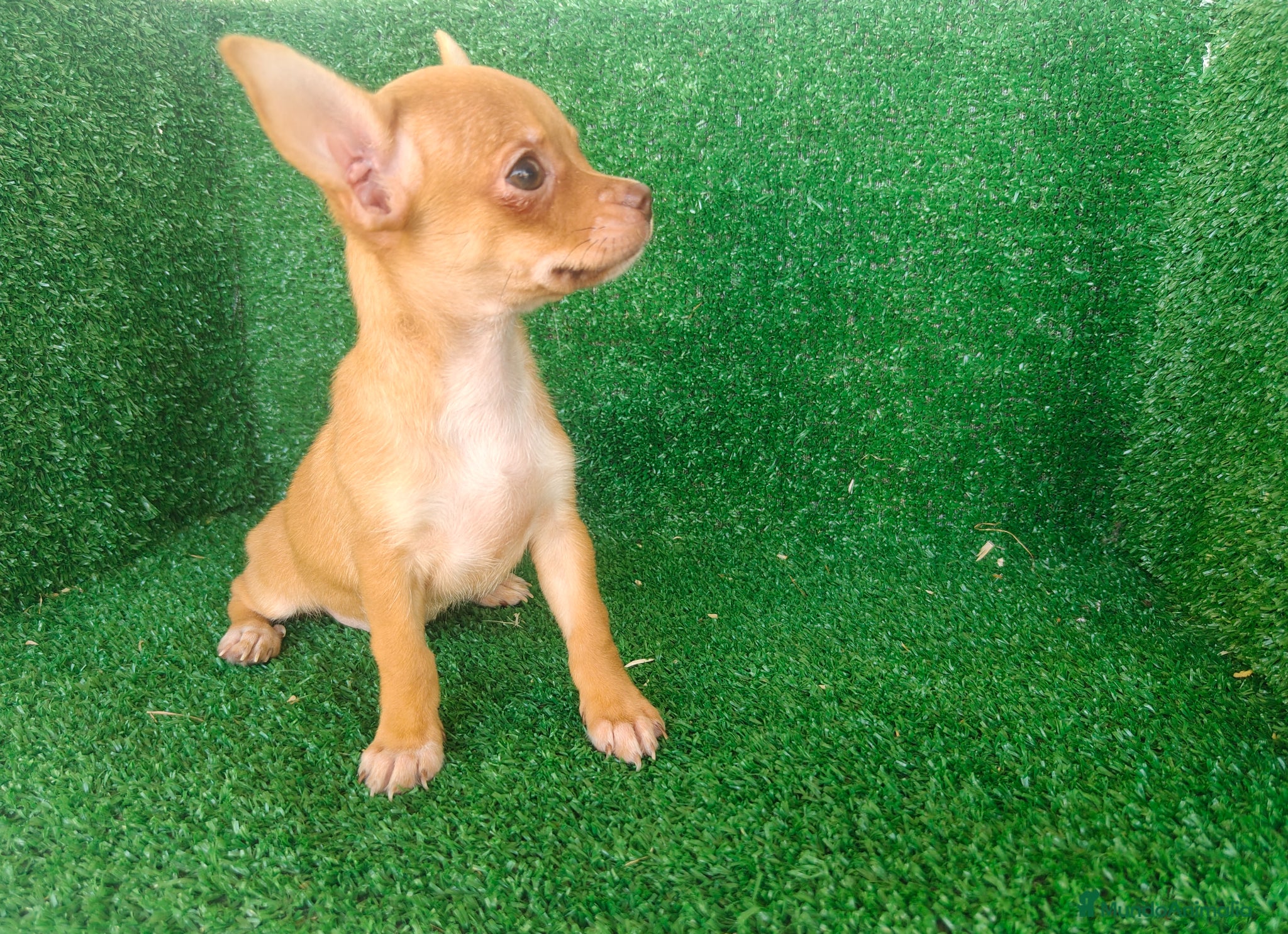 Chihuahua perros en venta: Chihuahua  - Anuncio 2