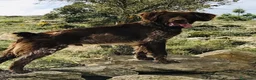 Épagneul Breton perros en venta: Epagneul breton - Anuncio 18
