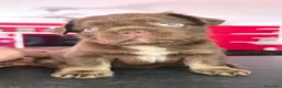 Bulldog Francés perros en venta: Bulldog Frenchis fluffys  - Anuncio 1