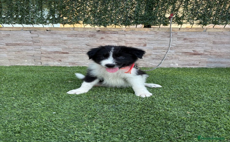 Border Collie perros - Propaganda 1