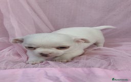 Chihuahua perros en venta: Chihuahua Blanco 🤍  - Anuncio 4