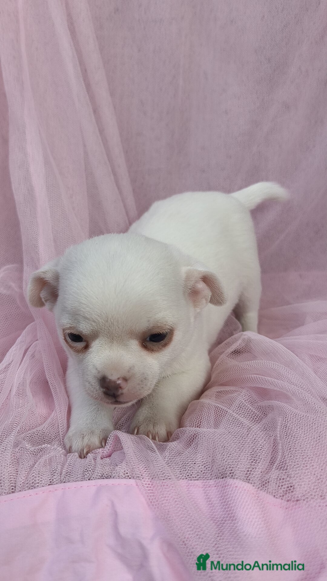 Chihuahua perros en venta: Chihuahua Blanco 🤍  - Anuncio 4