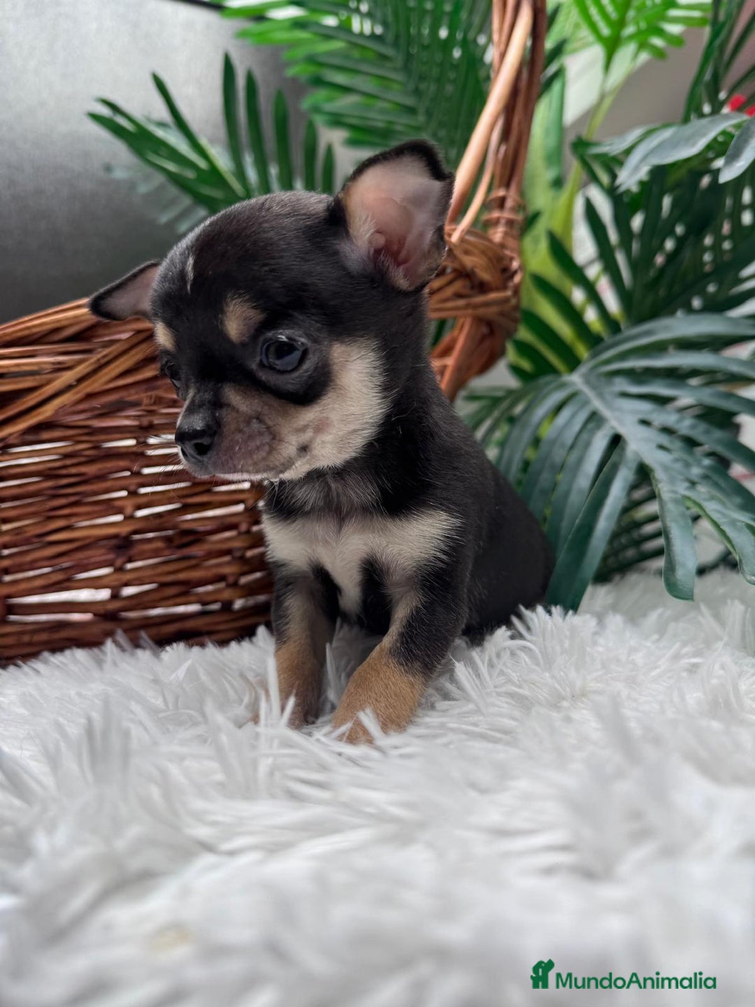 Chihuahua perros en venta: CHIHUAHUA MACHO - Anuncio 4