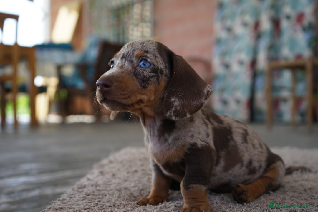Teckel Miniatura perros en venta: 🌟 Frisco – Dulzura y elegancia en miniatura 🌟 - Imagen 6