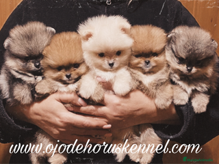 Pomerania perros - Anuncio 3