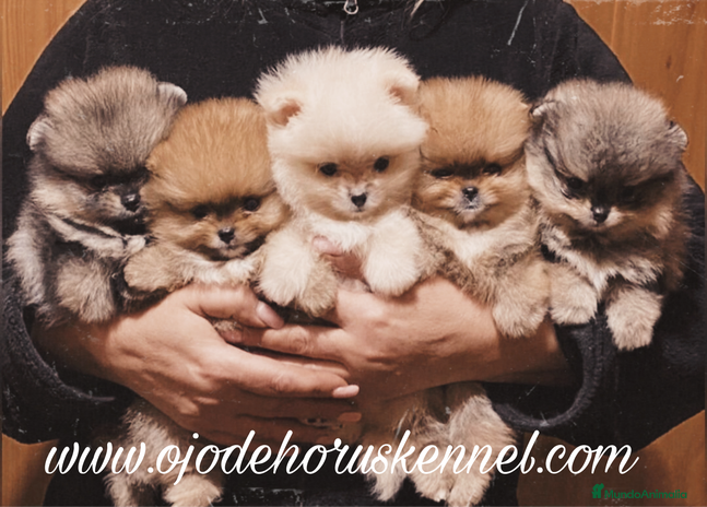 Pomerania perros - Anuncio 1