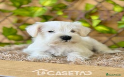 Schnauzer Miniatura perros en venta: Camada de Dalila - Imagen 5