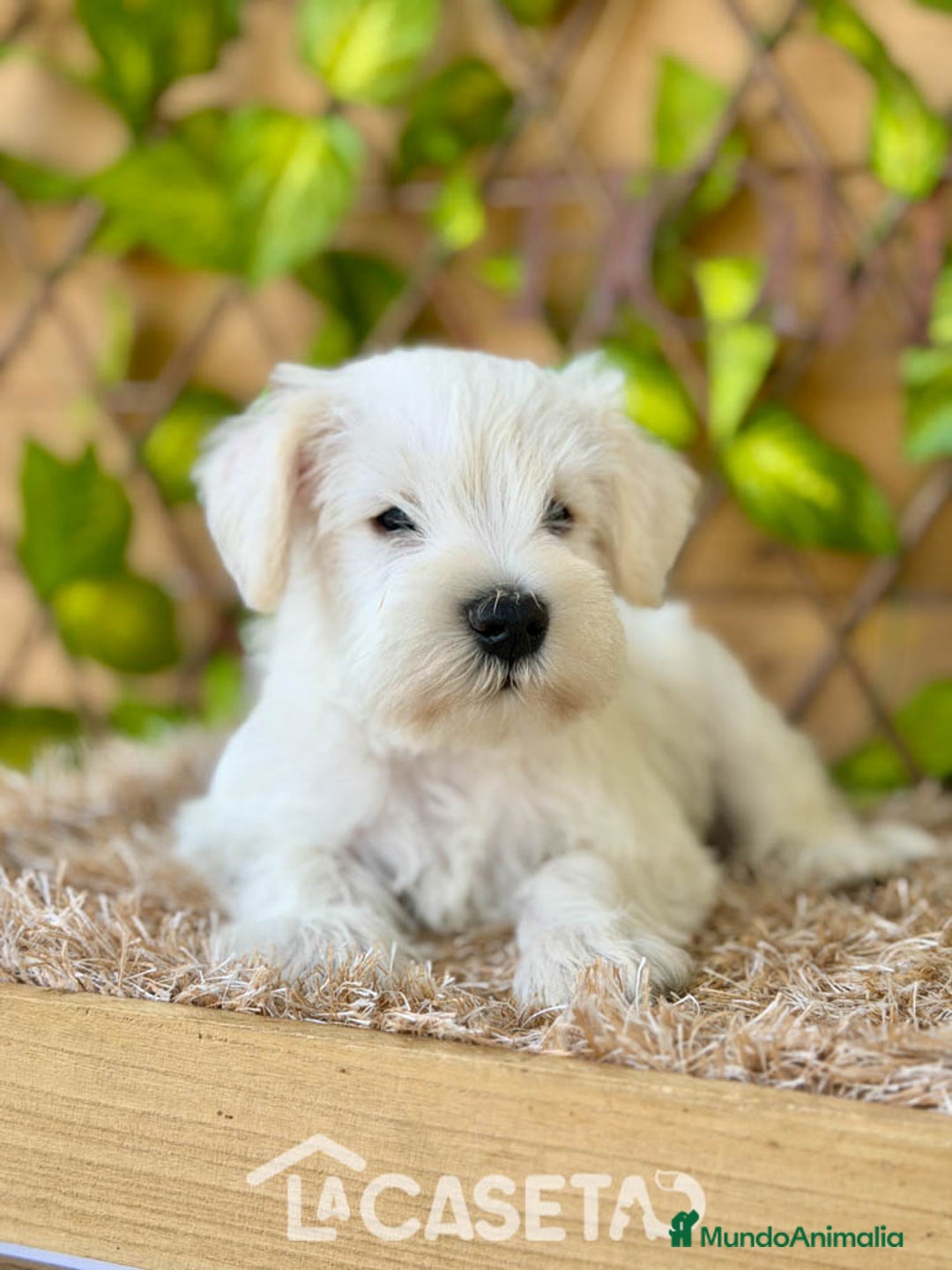 Schnauzer Miniatura perros en venta: Camada de Dalila - Imagen 5