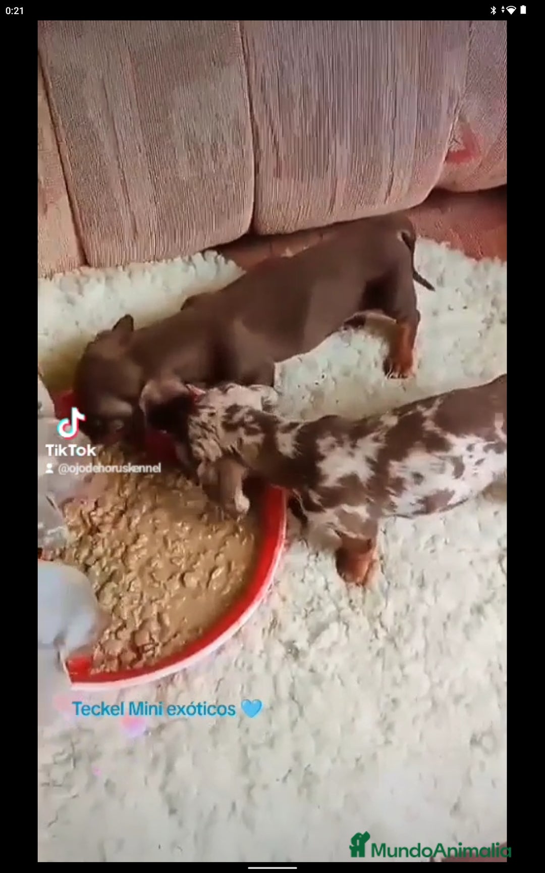 Teckel Miniatura perros en venta: Teckel miniatura exóticos lilac y arlequín 🐾🌈 - Imagen 4