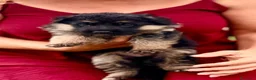 Pastor Alemán perros en venta: Pastor Alemán familia - Anuncio 4