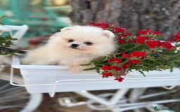 Pomerania perros en venta: Pomerania Hembra busca famila !!!!  - Imagen 7