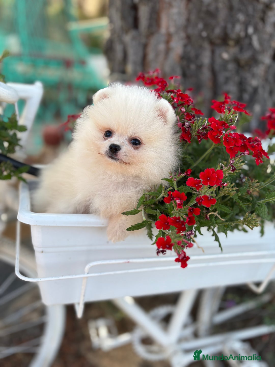 Pomerania perros en venta: Pomerania Hembra busca famila !!!!  - Imagen 7
