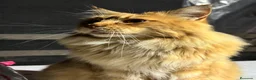 Maine Coon gatos en venta: Precioso cachorro Maine Coon - Anuncio 9