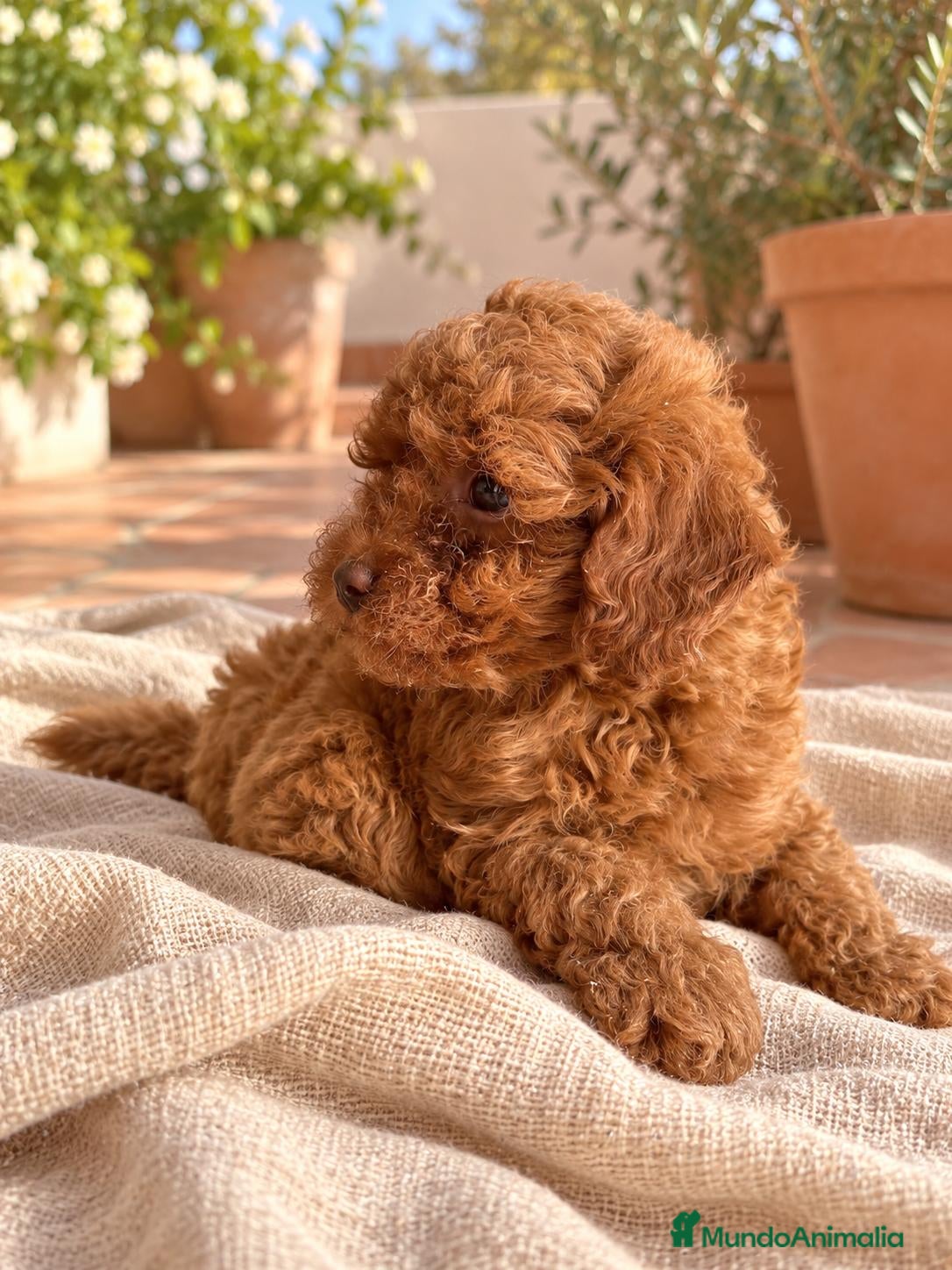 Caniche Toy perros en venta: Caniche toy - Anuncio 2