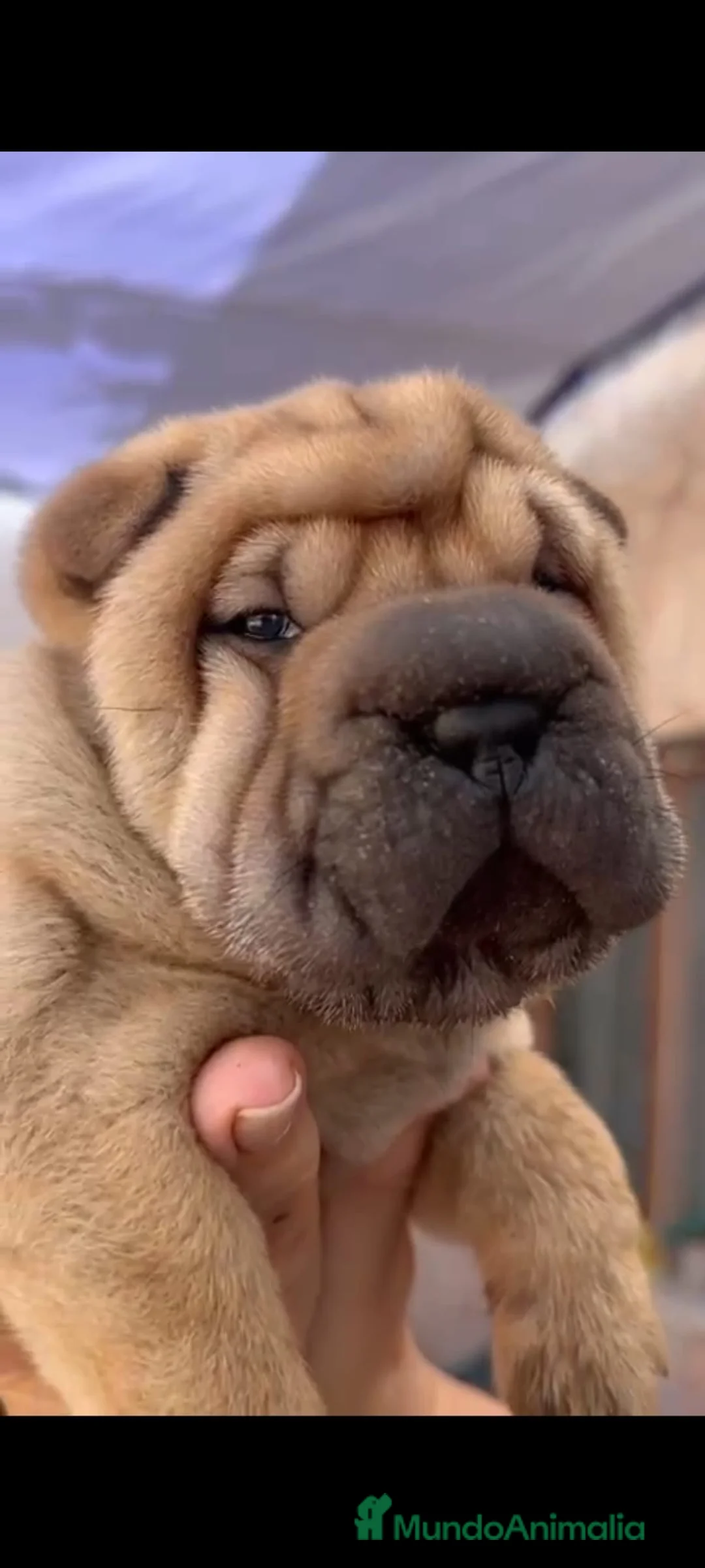 Shar Pei perros en venta: Cachorros de shar-pei - Anuncio 2