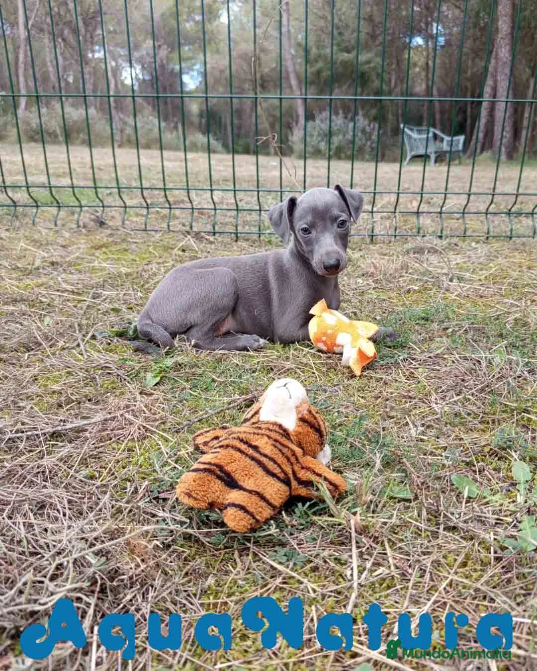 Pequeño Lebrel Italiano perros en venta:  Lebrel Italiano Hembra 1 de AB y Omega AQUANATURA - Anuncio 6