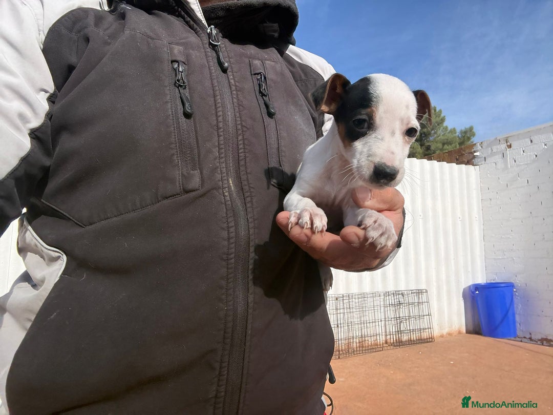 Jack Russell Terrier perros en venta: Jack Russell nueva camada  - Anuncio 2