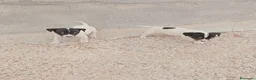 Ratonero Bodeguero Andaluz perros en venta: Bodeguero  - Anuncio 4