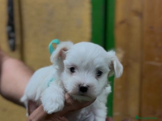Bichón Maltés perros Bichon maltés - Anuncio 1