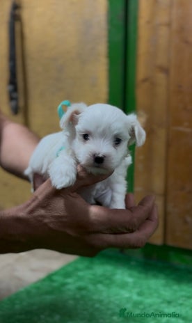 Bichón Maltés perros Bichon maltés - Anuncio 1