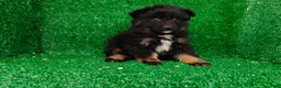 Pomerania perros en venta: Pomerania  - Anuncio 7