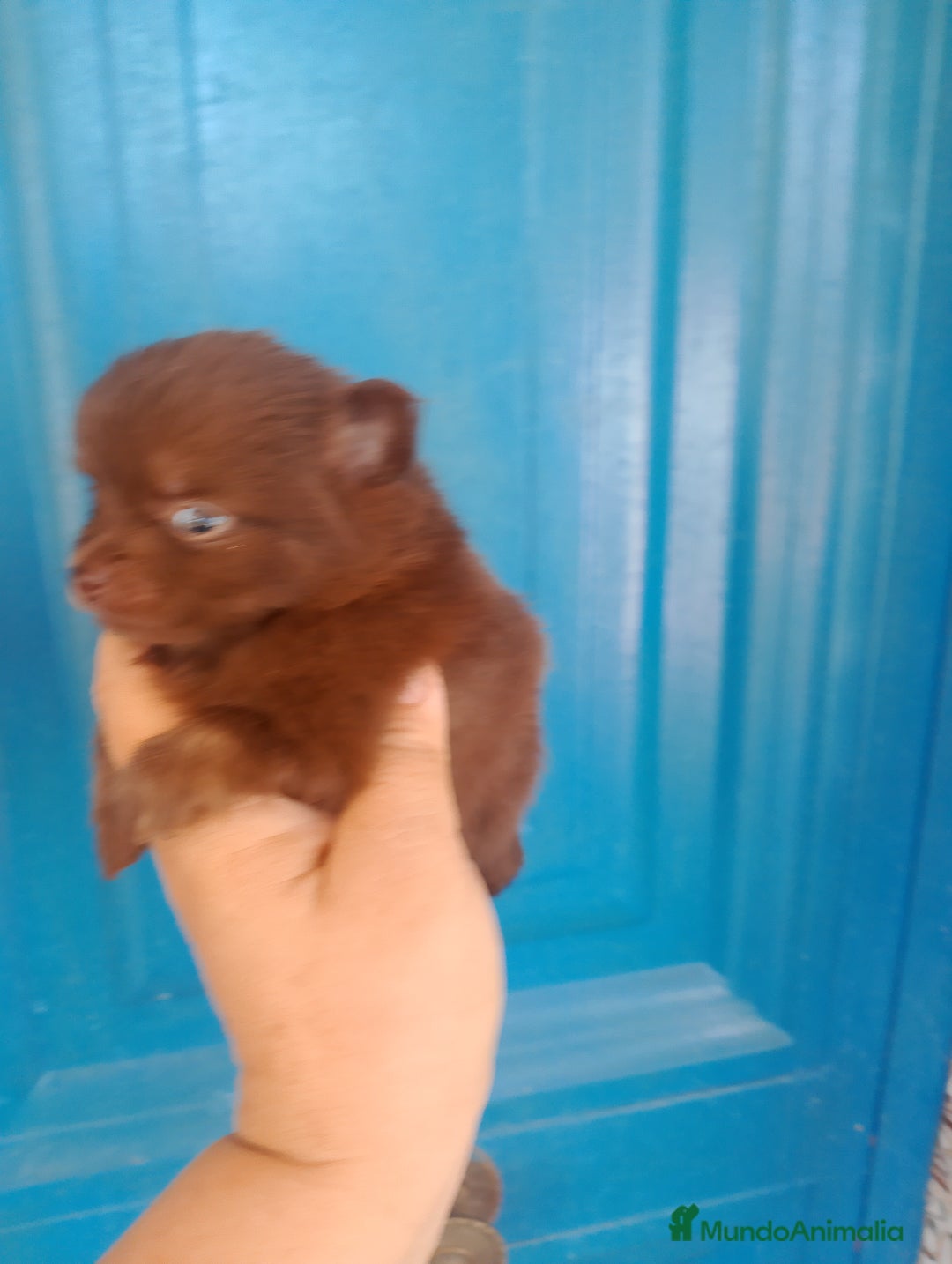 Pomerania perros en venta: Pomchi machos y una hembra exclusiva azul  - Imagen 5