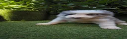 Border Collie perros en venta: border collie blue merle y blanco y negro - Anuncio 4