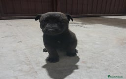 Pastor Belga Malinois perros en venta: PASTOR BELGA MALINOIS - Anuncio 6