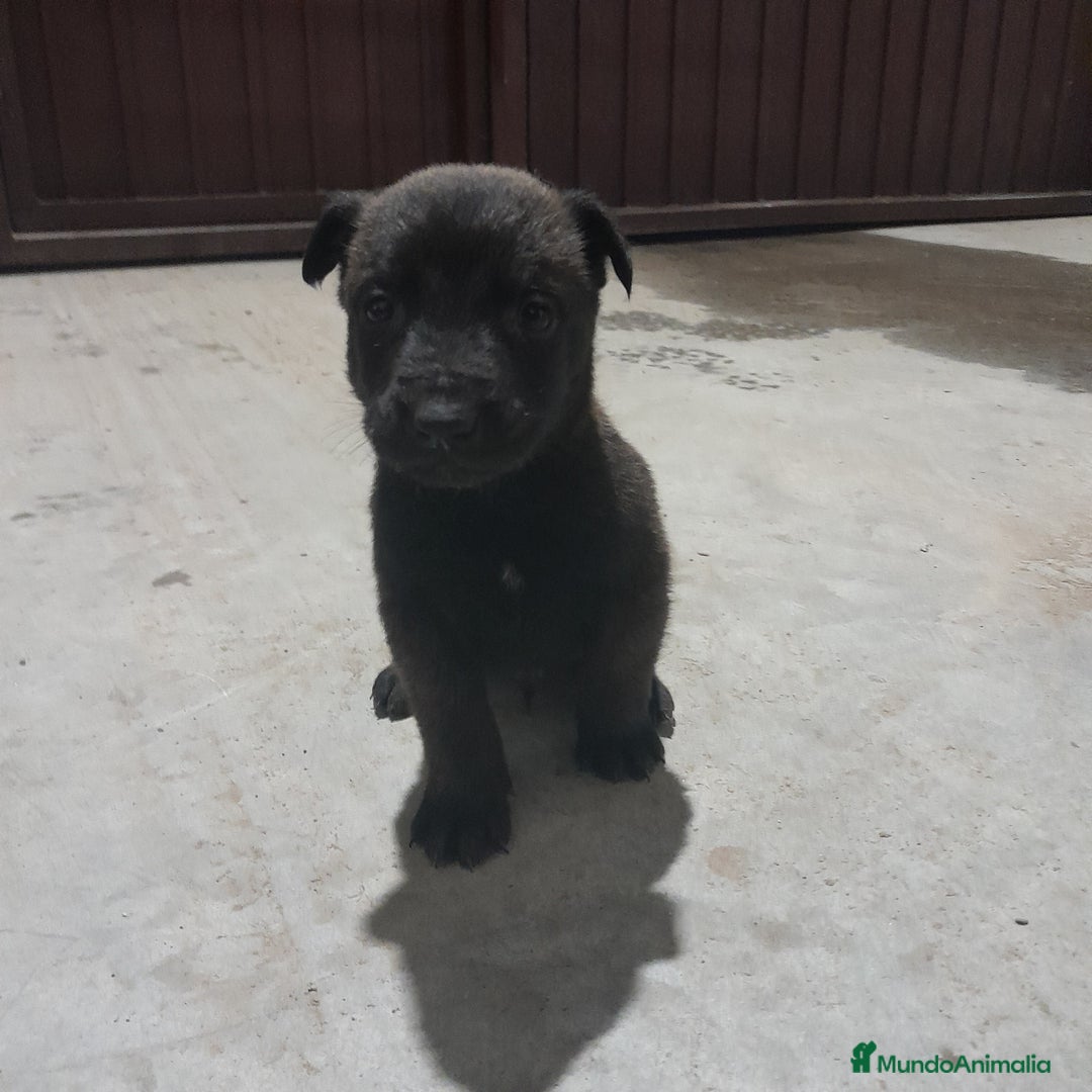 Pastor Belga Malinois perros en venta: PASTOR BELGA MALINOIS - Anuncio 6