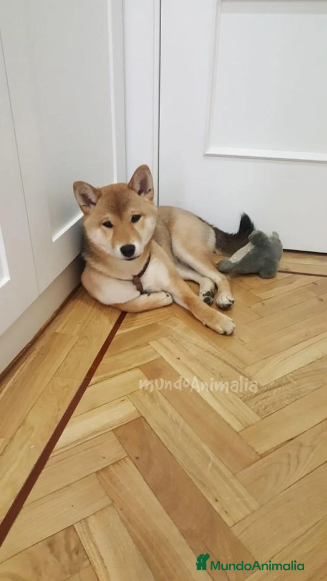 Imagen de galería {{count}}