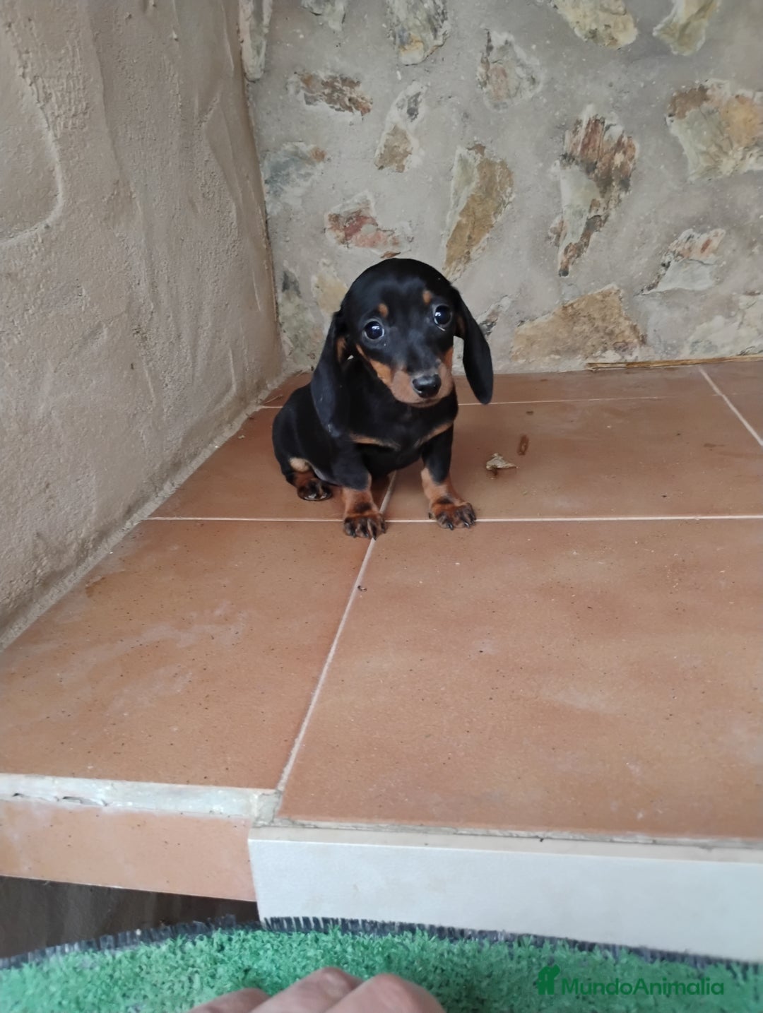 Teckel Miniatura perros en venta: Cachorra teckel miniatura negro y fuego  - Imagen 4