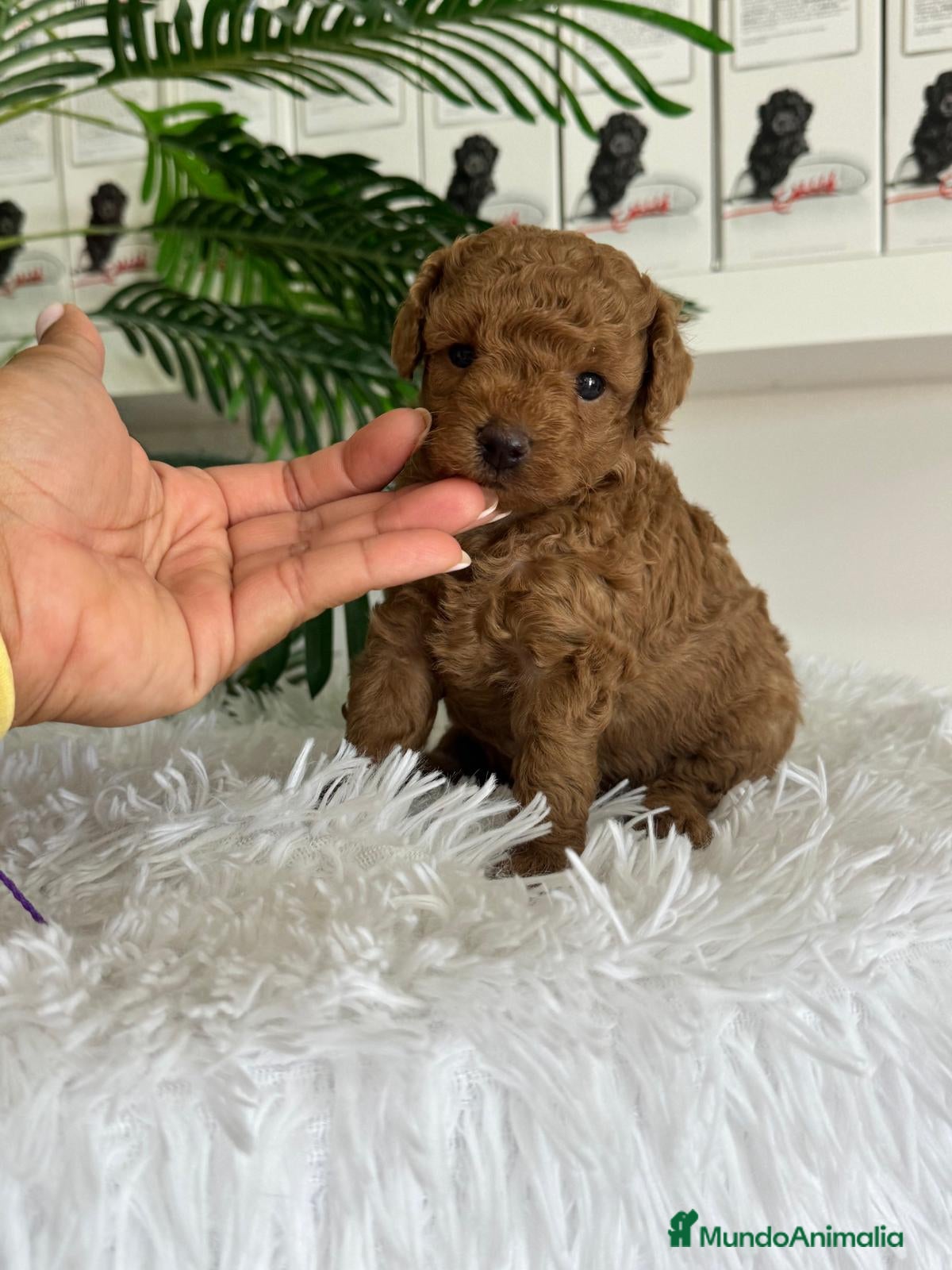 Caniche Toy perros en venta: CANICHE ROJO - Anuncio 14