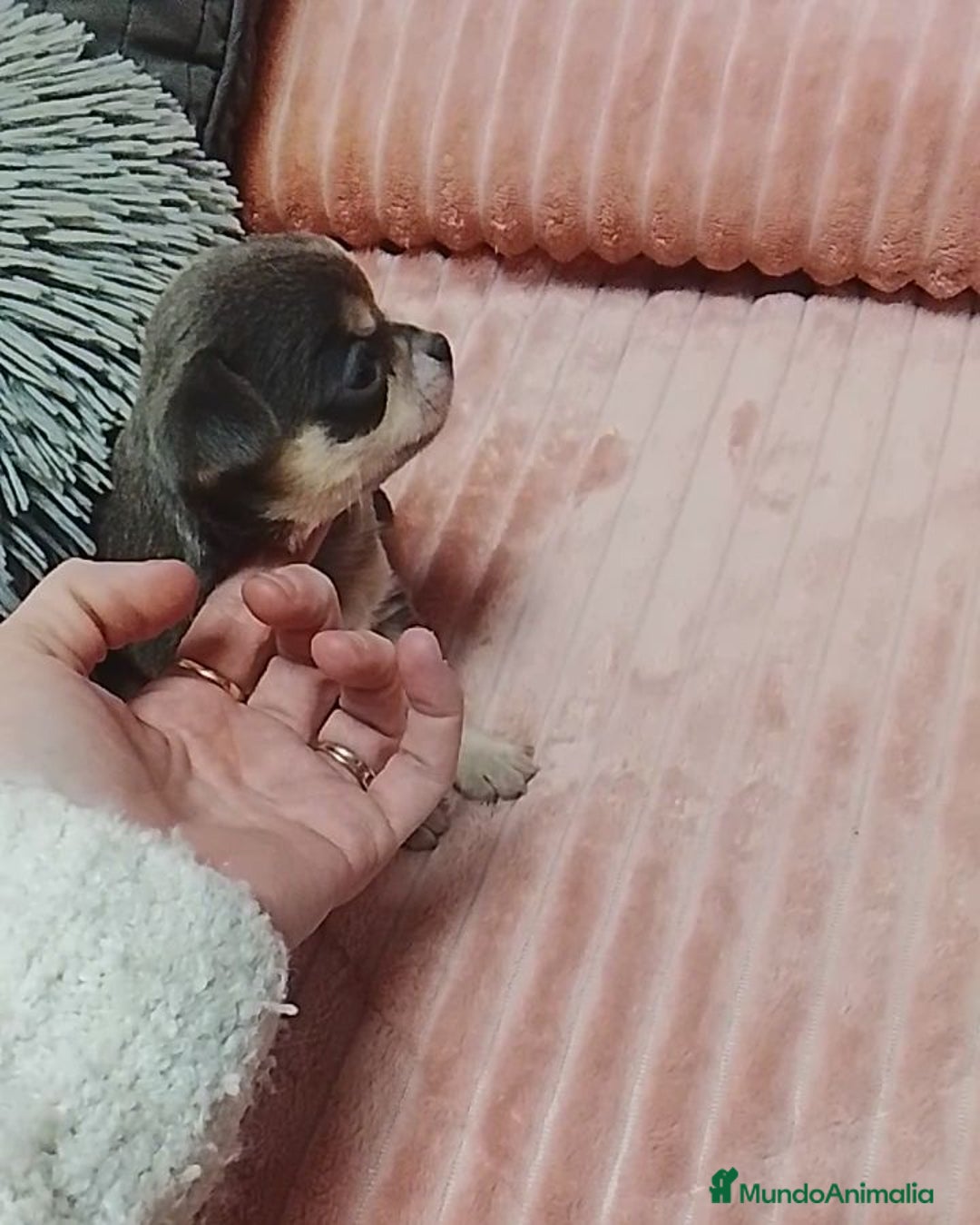 Chihuahua perros en venta: Chihuahuas cabeza de manzana - Anuncio 5