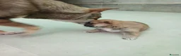 Shiba Inu perros en venta: SHIBA INU - Anuncio 14