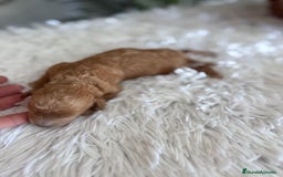 Caniche Toy perros en venta: CANICHE TOY HEMBRA - Imagen 4