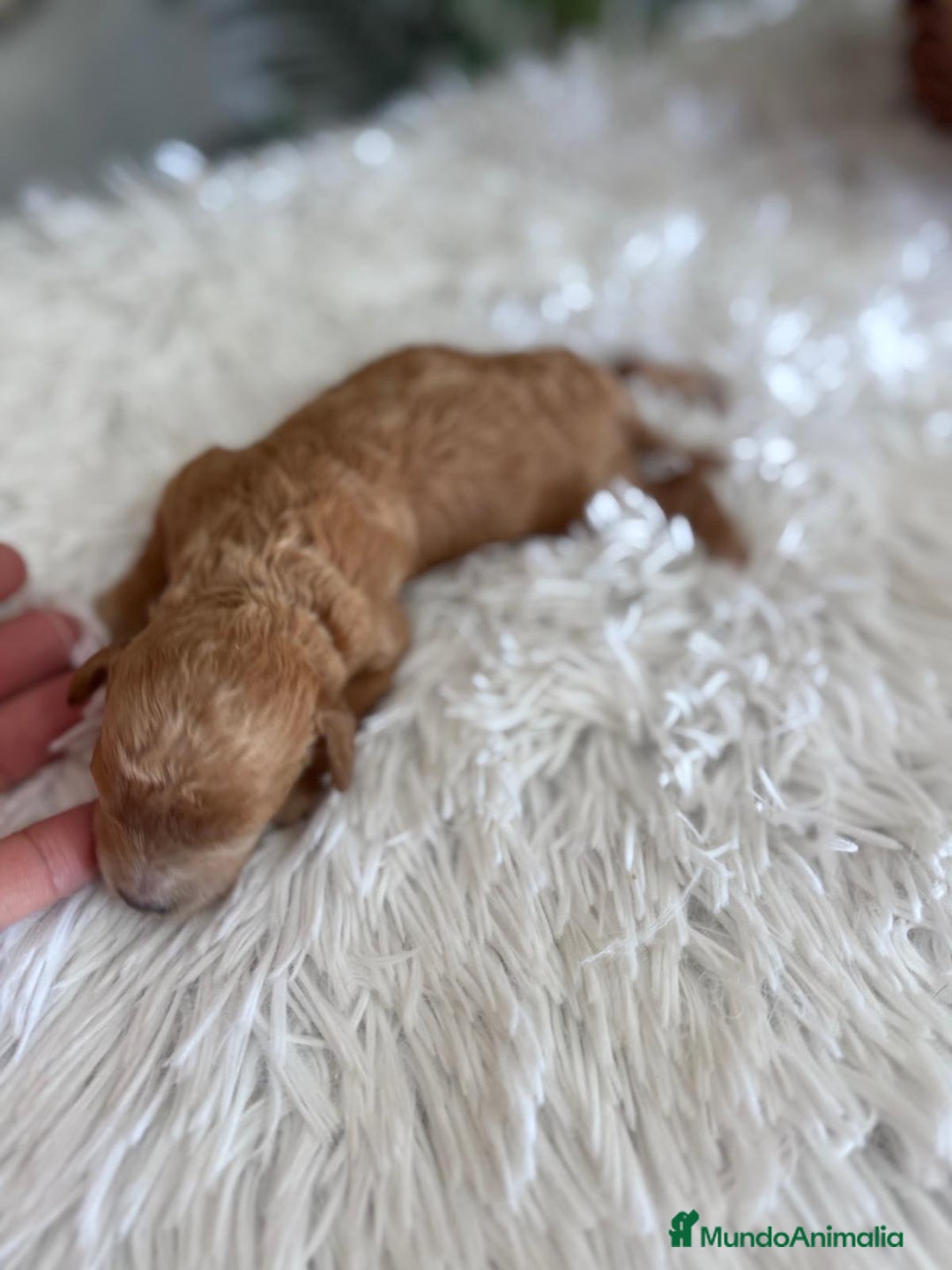 Caniche Toy perros en venta: CANICHE TOY HEMBRA - Imagen 4