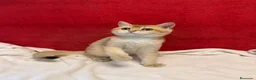 Británico de Pelo Corto gatos en venta: Precioso British Golden dorado - Anuncio 8