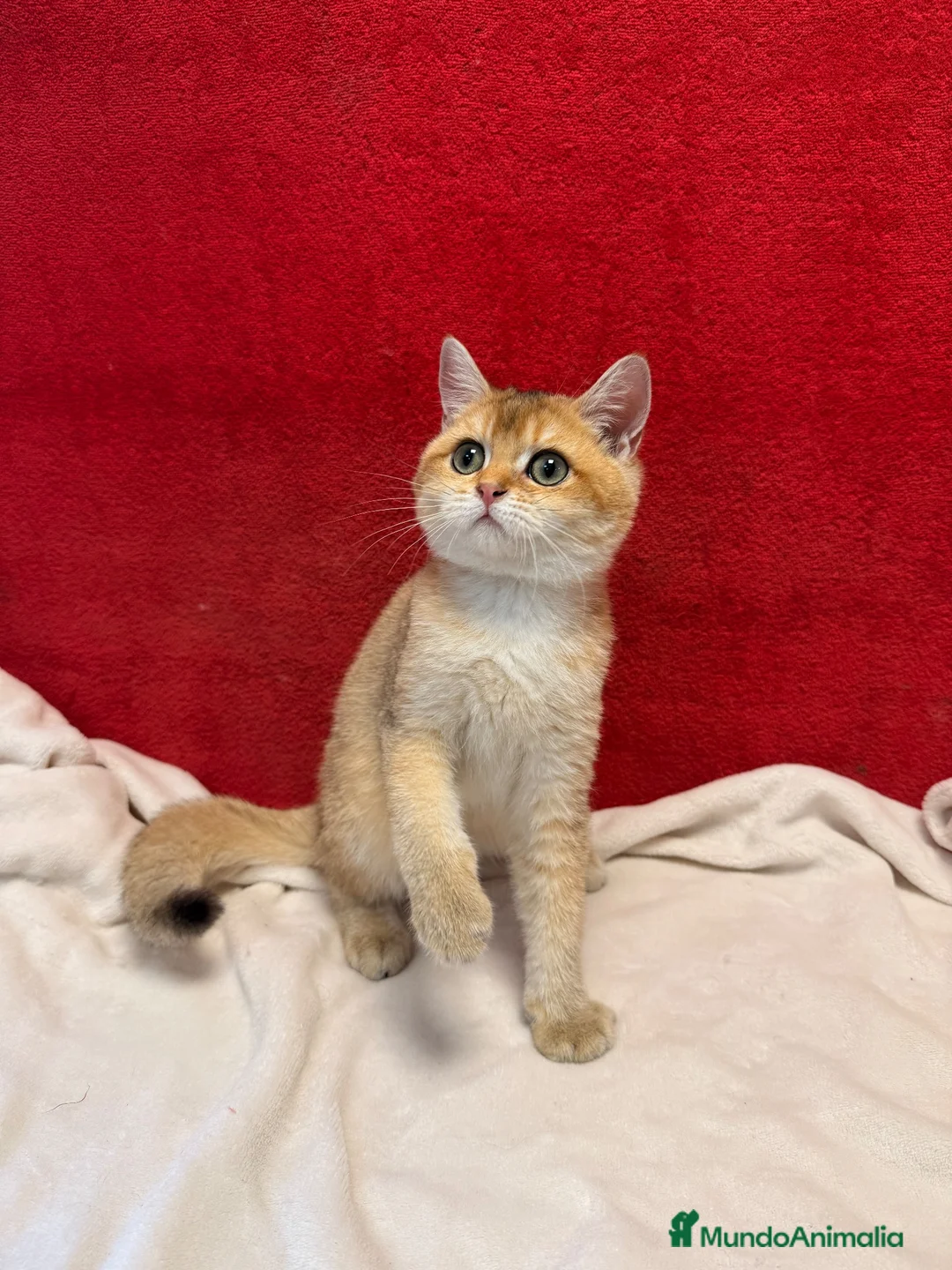 Británico de Pelo Corto gatos en venta: Precioso British Golden dorado - Anuncio 8