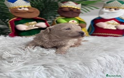 Maltipoo perros en venta: MALTIPOO MACHO - Anuncio 7